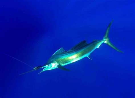 sailfish vibrant|Sailfish Vibrant